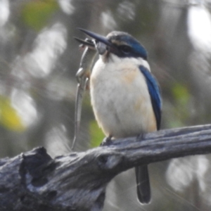 Todiramphus sanctus at Tuggeranong, ACT - 6 Oct 2023