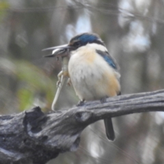 Todiramphus sanctus at Tuggeranong, ACT - 6 Oct 2023 02:29 PM