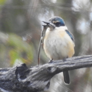 Todiramphus sanctus at Tuggeranong, ACT - 6 Oct 2023 02:29 PM