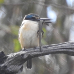 Todiramphus sanctus at Tuggeranong, ACT - 6 Oct 2023