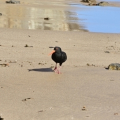 Haematopus fuliginosus (Sooty Oystercatcher) at Pebbly Beach, NSW - 6 Oct 2023 by Csteele4