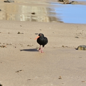 Haematopus fuliginosus at Pebbly Beach, NSW - 6 Oct 2023