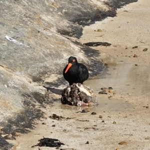 Haematopus fuliginosus at Pebbly Beach, NSW - 6 Oct 2023