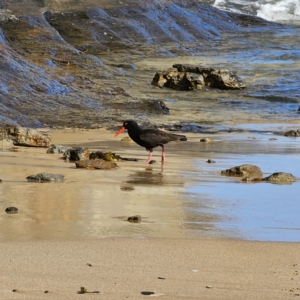 Haematopus fuliginosus at Pebbly Beach, NSW - 6 Oct 2023