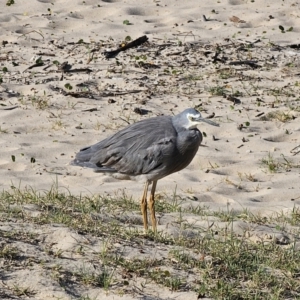 Egretta novaehollandiae at Pebbly Beach, NSW - 6 Oct 2023 04:35 PM