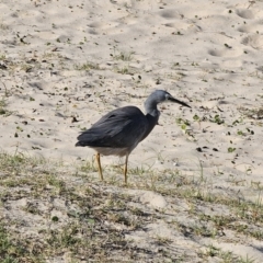 Egretta novaehollandiae at Pebbly Beach, NSW - 6 Oct 2023 04:35 PM