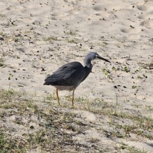 Egretta novaehollandiae at Pebbly Beach, NSW - 6 Oct 2023 04:35 PM