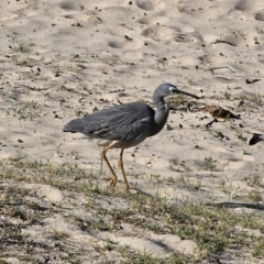 Egretta novaehollandiae at Pebbly Beach, NSW - 6 Oct 2023 04:35 PM