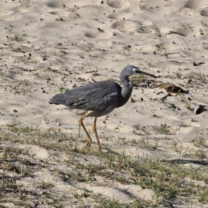 Egretta novaehollandiae at Pebbly Beach, NSW - 6 Oct 2023 04:35 PM