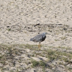 Egretta novaehollandiae at Pebbly Beach, NSW - 6 Oct 2023