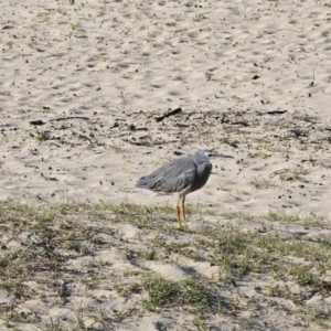 Egretta novaehollandiae at Pebbly Beach, NSW - 6 Oct 2023 04:35 PM