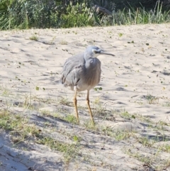 Egretta novaehollandiae at Pebbly Beach, NSW - 6 Oct 2023 04:35 PM