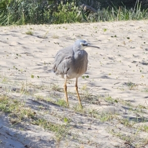 Egretta novaehollandiae at Pebbly Beach, NSW - 6 Oct 2023 04:35 PM