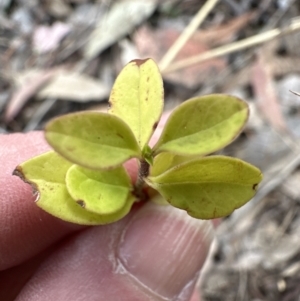 Ligustrum sinense at Aranda, ACT - 6 Oct 2023