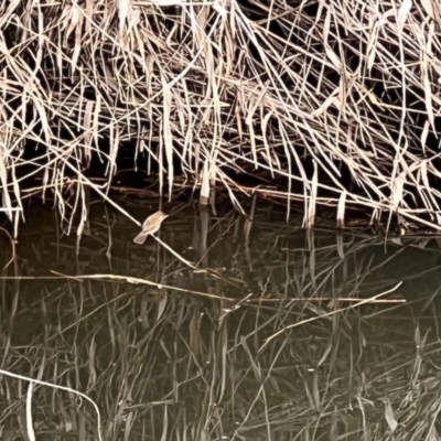 Acrocephalus australis (Australian Reed-Warbler) at Umbagong District Park - 6 Oct 2023 by JimL