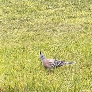 Ocyphaps lophotes at Holt, ACT - 6 Oct 2023