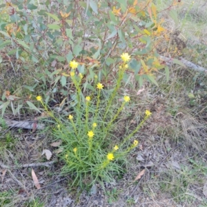 Xerochrysum viscosum at Tuggeranong, ACT - 6 Oct 2023