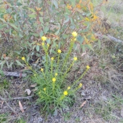 Xerochrysum viscosum (Sticky Everlasting) at Tuggeranong, ACT - 6 Oct 2023 by Mike
