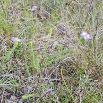 Vittadinia cuneata var. cuneata (Fuzzy New Holland Daisy) at Wanniassa Hill - 6 Oct 2023 by Mike