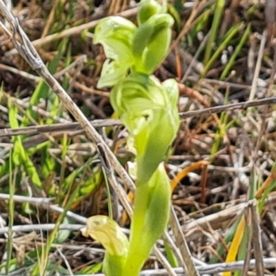 Hymenochilus cycnocephalus (Swan greenhood) at Tuggeranong, ACT - 6 Oct 2023 by Mike