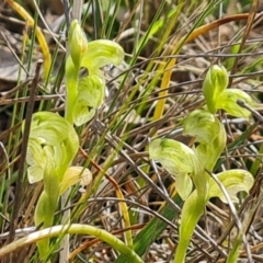 Hymenochilus cycnocephalus at Tuggeranong, ACT - 6 Oct 2023