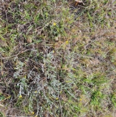 Chrysocephalum apiculatum (Common Everlasting) at Wanniassa Hill - 6 Oct 2023 by Mike