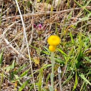 Chrysocephalum apiculatum at Tuggeranong, ACT - 6 Oct 2023