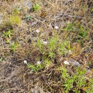 Vittadinia muelleri at Tuggeranong, ACT - 6 Oct 2023