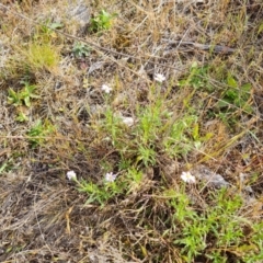 Vittadinia muelleri (Narrow-leafed New Holland Daisy) at Wanniassa Hill - 6 Oct 2023 by Mike