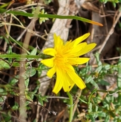 Microseris walteri (Yam Daisy, Murnong) at Tuggeranong, ACT - 6 Oct 2023 by Mike