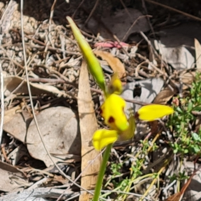Diuris sulphurea (Tiger Orchid) at Wanniassa Hill - 6 Oct 2023 by Mike