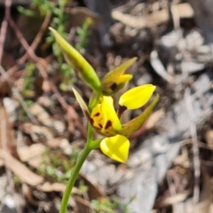 Diuris sulphurea at Tuggeranong, ACT - suppressed