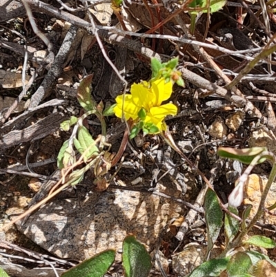 Goodenia hederacea subsp. hederacea (Ivy Goodenia, Forest Goodenia) at Farrer, ACT - 6 Oct 2023 by Mike