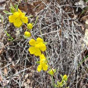 Hibbertia obtusifolia at Farrer, ACT - 6 Oct 2023 03:29 PM