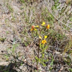 Diuris semilunulata (Late Leopard Orchid) at Tuggeranong, ACT - 6 Oct 2023 by Mike