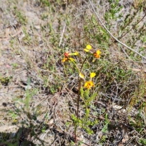 Diuris semilunulata at Tuggeranong, ACT - suppressed