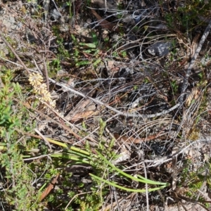 Lomandra multiflora at Tuggeranong, ACT - 6 Oct 2023 03:25 PM