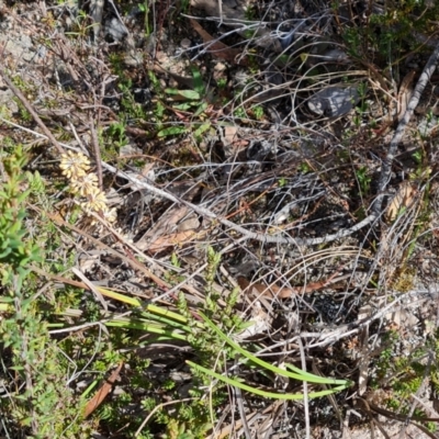 Lomandra multiflora (Many-flowered Matrush) at Tuggeranong, ACT - 6 Oct 2023 by Mike