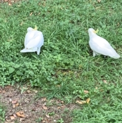 Cacatua galerita (Sulphur-crested Cockatoo) at Undefined Area - 6 Oct 2023 by UserKFowGPdG