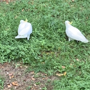 Cacatua galerita at North MacLean, QLD - 6 Oct 2023 02:35 PM