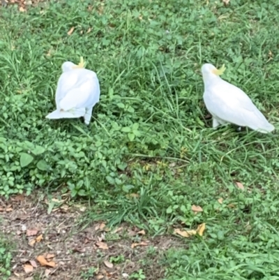 Cacatua galerita (Sulphur-crested Cockatoo) - 6 Oct 2023 by UserKFowGPdG