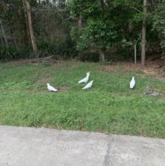 Cacatua galerita at North MacLean, QLD - 6 Oct 2023 02:35 PM