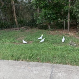 Cacatua galerita at North MacLean, QLD - 6 Oct 2023