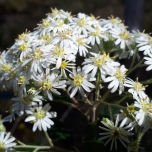 Olearia lirata at Canberra Central, ACT - 27 Sep 2023 09:42 AM