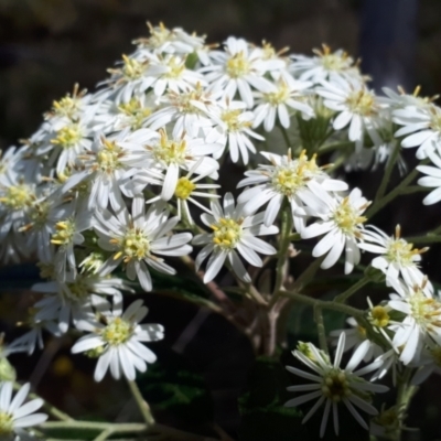 Olearia lirata (Snowy Daisybush) at Canberra Central, ACT - 27 Sep 2023 by Janet