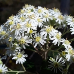 Olearia lirata (Snowy Daisybush) at Canberra Central, ACT - 26 Sep 2023 by Janet