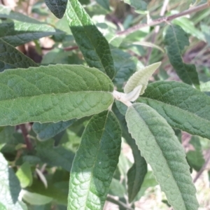 Olearia lirata at Canberra Central, ACT - 27 Sep 2023 09:42 AM