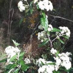 Olearia lirata at Canberra Central, ACT - 27 Sep 2023 09:42 AM