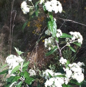 Olearia lirata at Canberra Central, ACT - 27 Sep 2023 09:42 AM