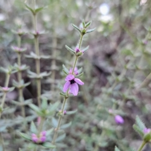 Tetratheca thymifolia at Buckenbowra, NSW - 6 Oct 2023 06:16 PM